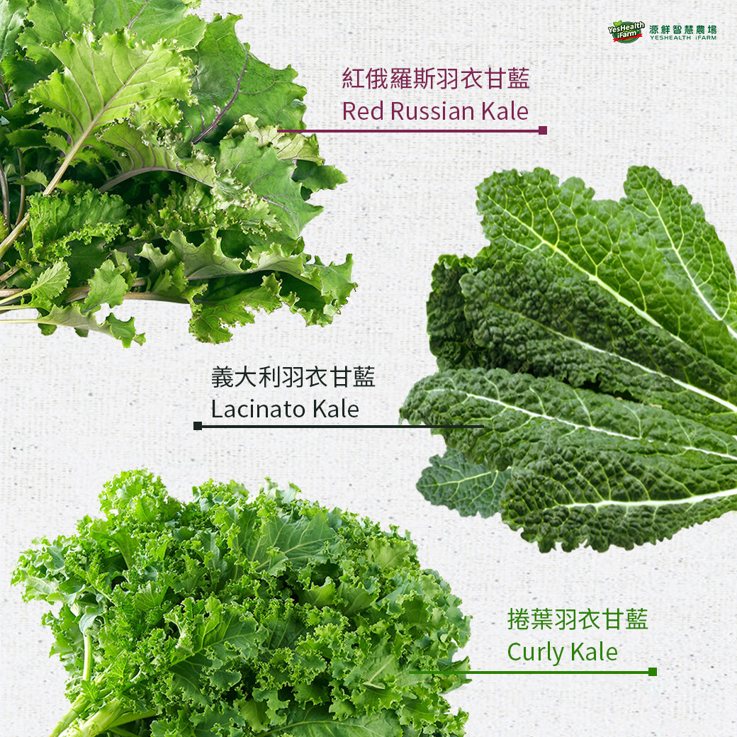 最常見的羽衣甘藍品種