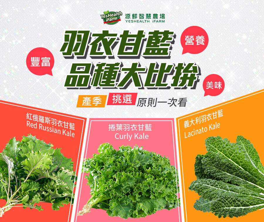 羽衣甘藍品種大比拚