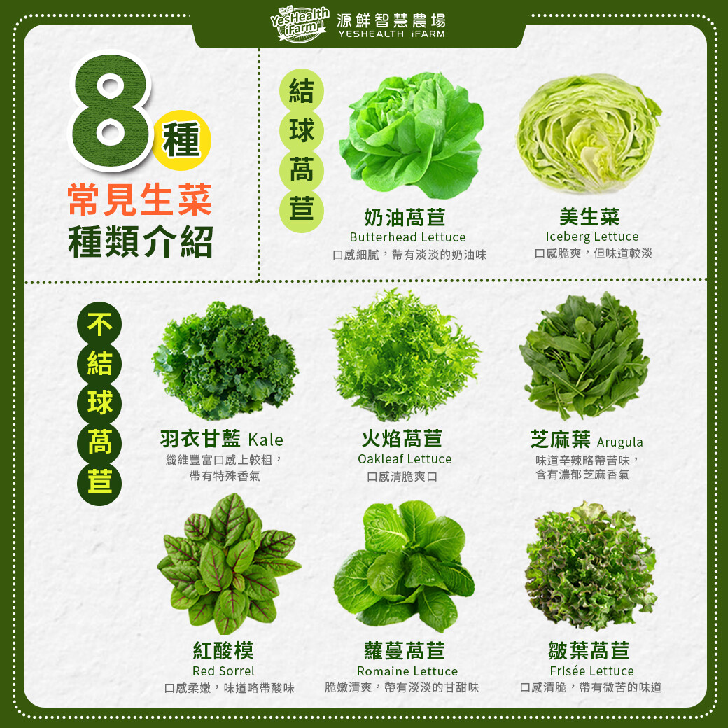 生菜種類介紹一覽圖